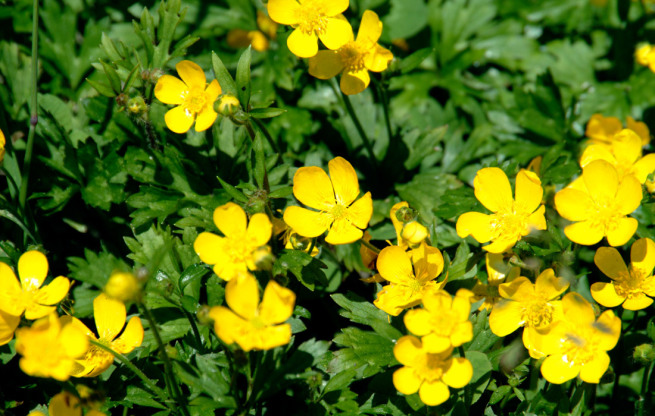 buttercups